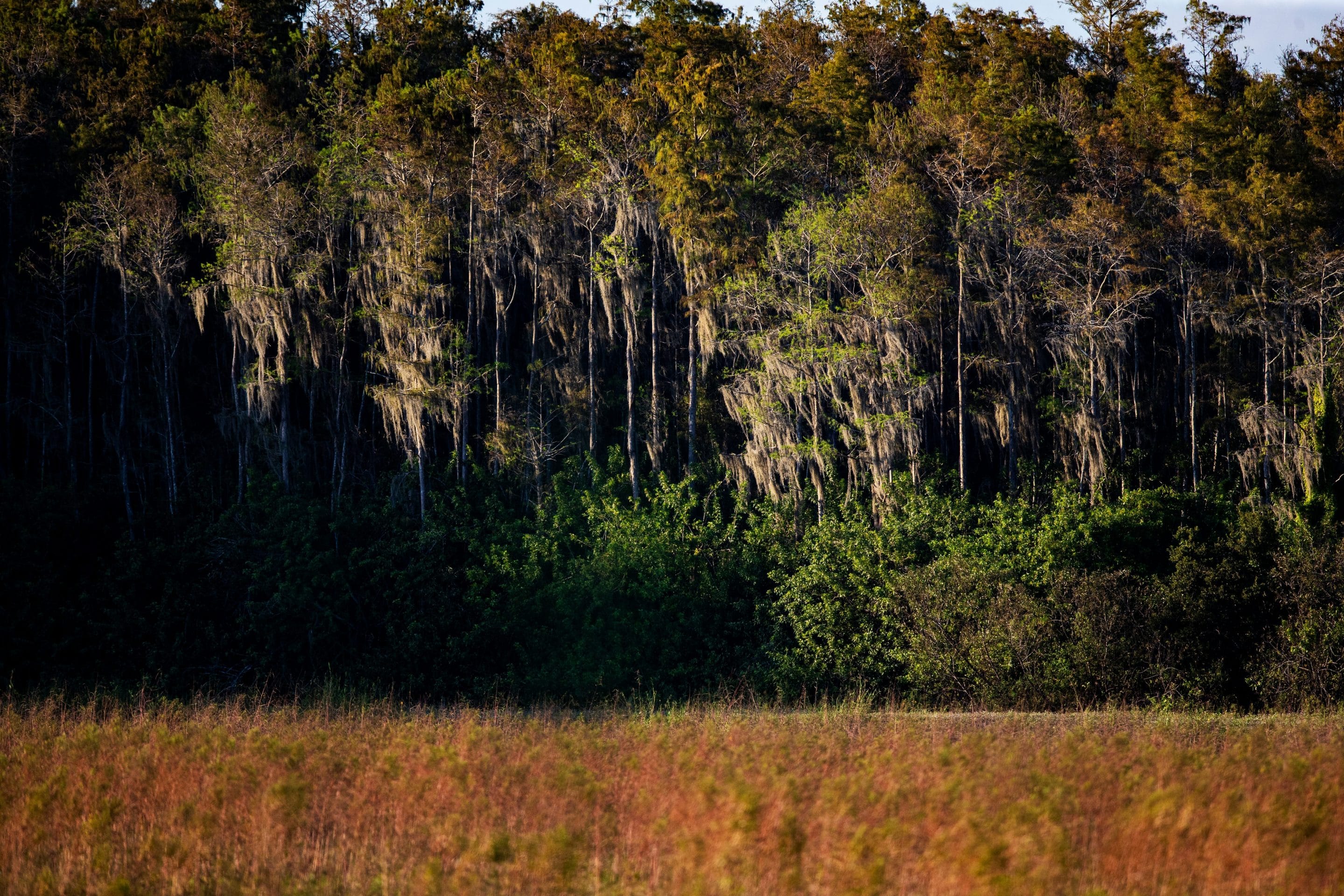 trees in the preserve