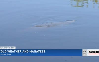 Manatees Flock to Warmer Waters During Cool Spells