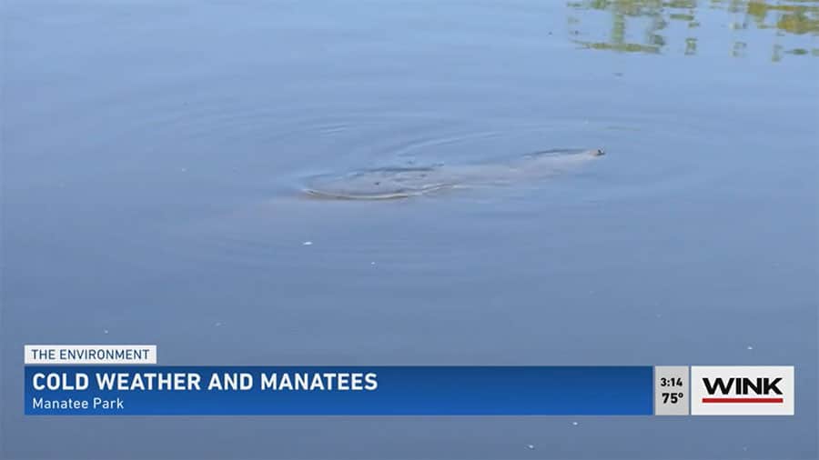 Manatees Flock to Warmer Waters During Cool Spells