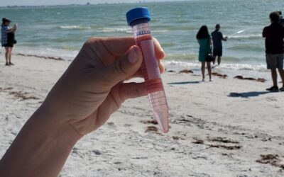 Floridians face continuing risk of swimming in contaminated waters due to veto