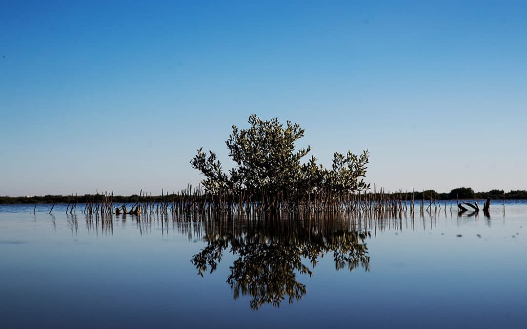 mangroves in Estero Bay_NEWS-PRESS