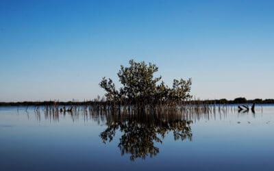 Septic Tanks & Retention Ponds Part of Focus for Blue-Green Algae Task Force