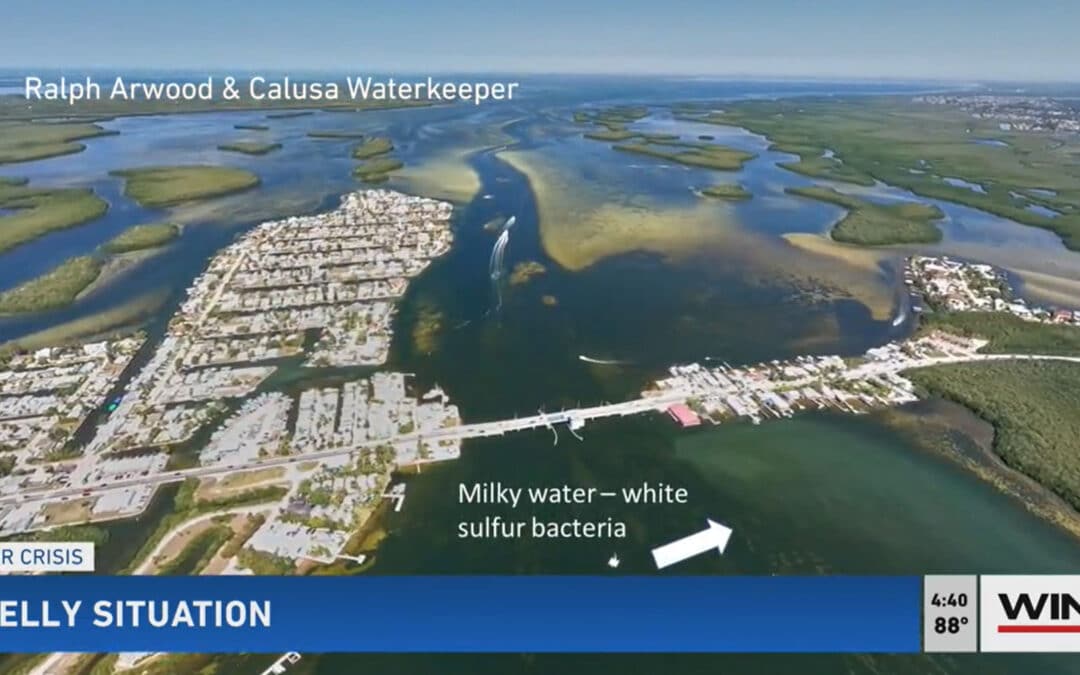 Calusa Waterkeeper on what to know about Macroalgae at Matlacha