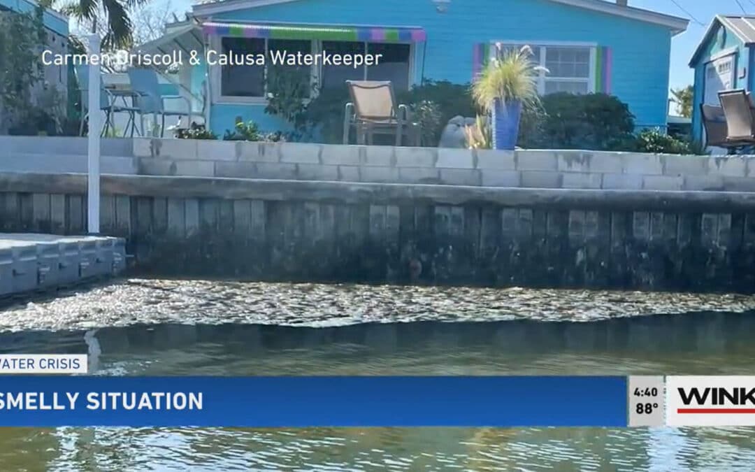Calusa Waterkeeper on What to Know About Macroalgae at Matlacha