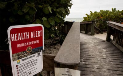 Study Shows Nitrogen Flows Systematically Intensify Red Tide Blooms