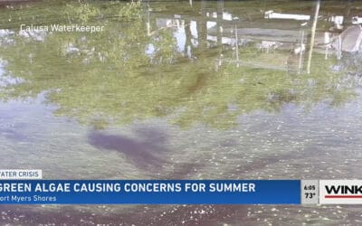 Blue-Green Algae in a Southwest Florida Canal