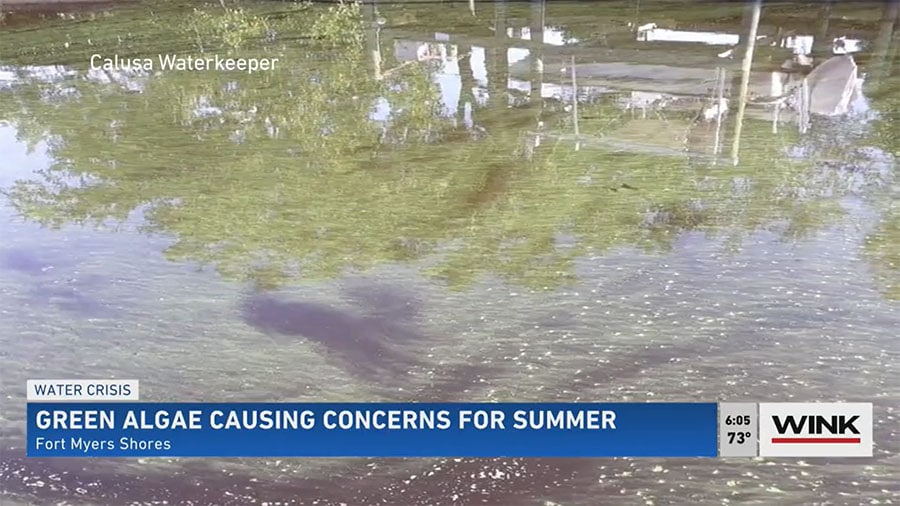 Blue-Green Algae in a Southwest Florida Canal