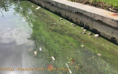 Blue-Green Algae Blooms Spotted in Multiple Cape Coral Canals
