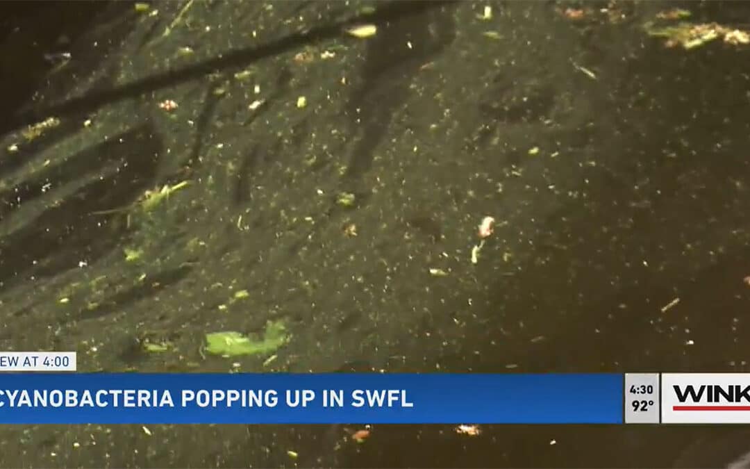 Cape Coral sees Blue-Green Algae pop up in Multiple Canals