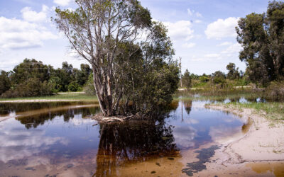 Heavy Rains Lead to High Flows in the Caloosahatchee