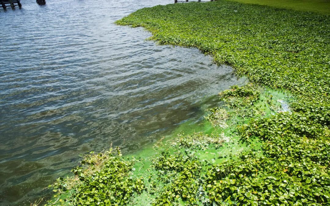 Franklin Lock algae_May-2021