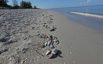 New Study Shows Red Tide Exposure can Cause Neurological Woes