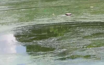 Toxic Blue-Green Algae Becoming a Possible Health Concern for North Fort Myers Residents