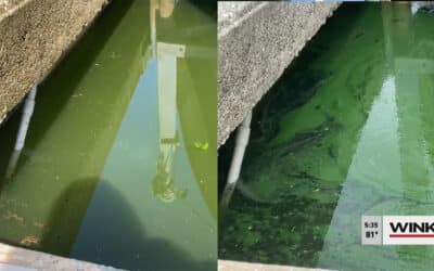 Update on Blue-Green Algae in Little Lake Michigan Canal