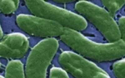 Hurricane Ian to Blame for Record Number of ‘Flesh-Eating’ Bacteria Cases