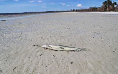 Health Officials Warn Against Swimming at Local Beaches and Pools After Hurricane Ian