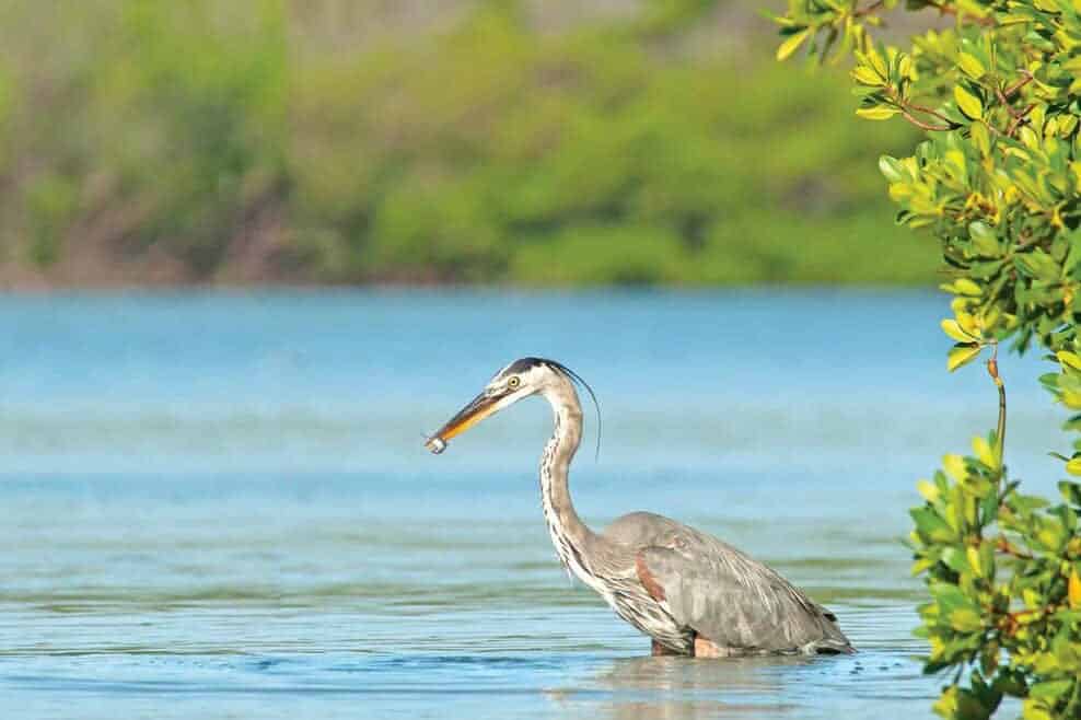 estuaries-of-the-Estero-River