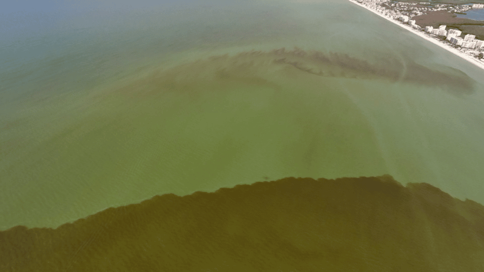 Researching the Effects of a Red Tide Bloom - Calusa Waterkeeper