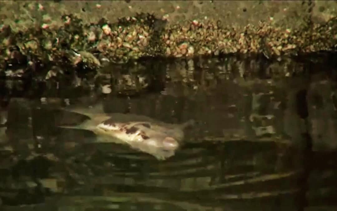 fish kill Cape Coral canal_ABC7