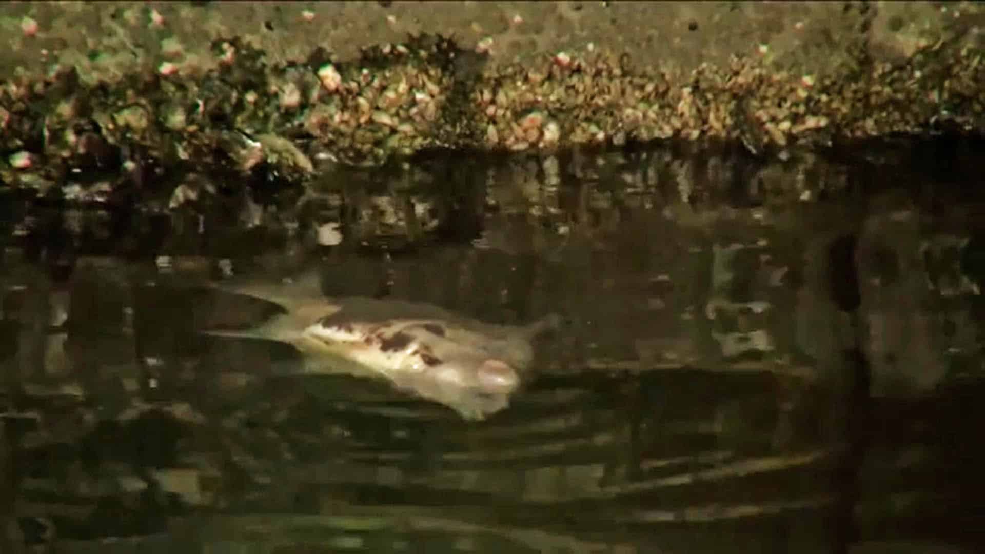 Cape Coral Residents Bothered by Strange Smell Stemming from Hundreds