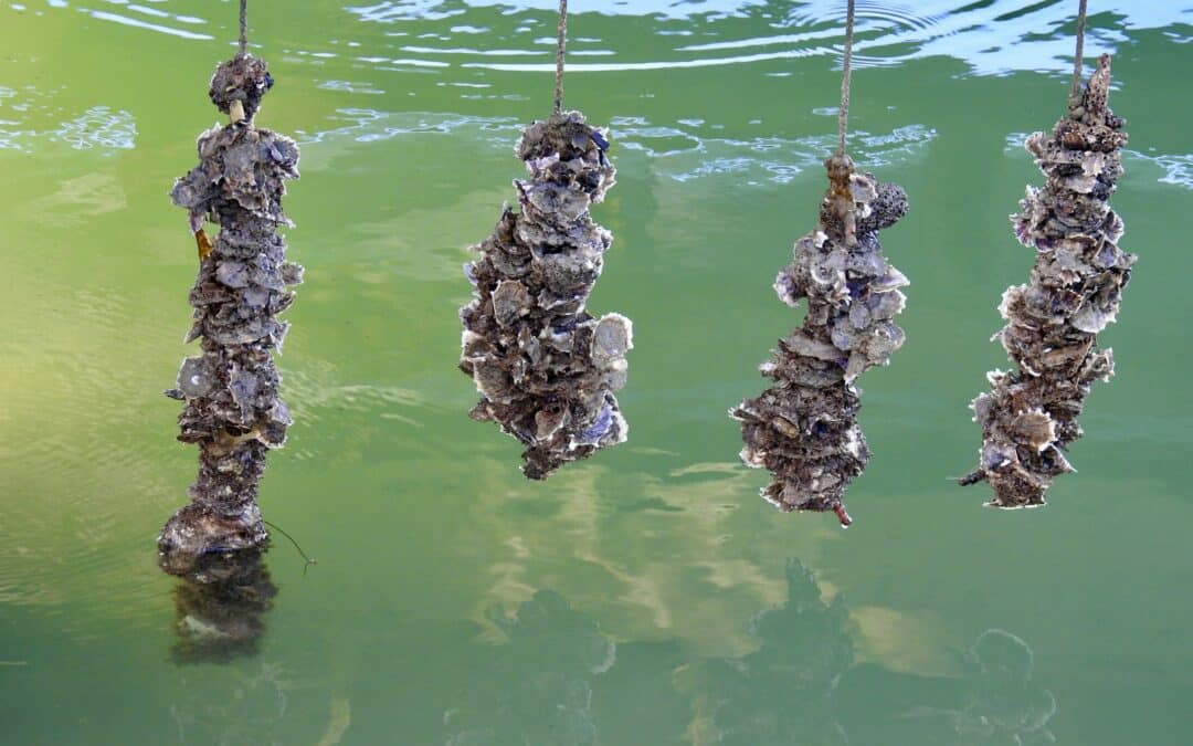 Sign Up for Calusa Waterkeeper’s July 27th Vertical Oyster Garden Workshop