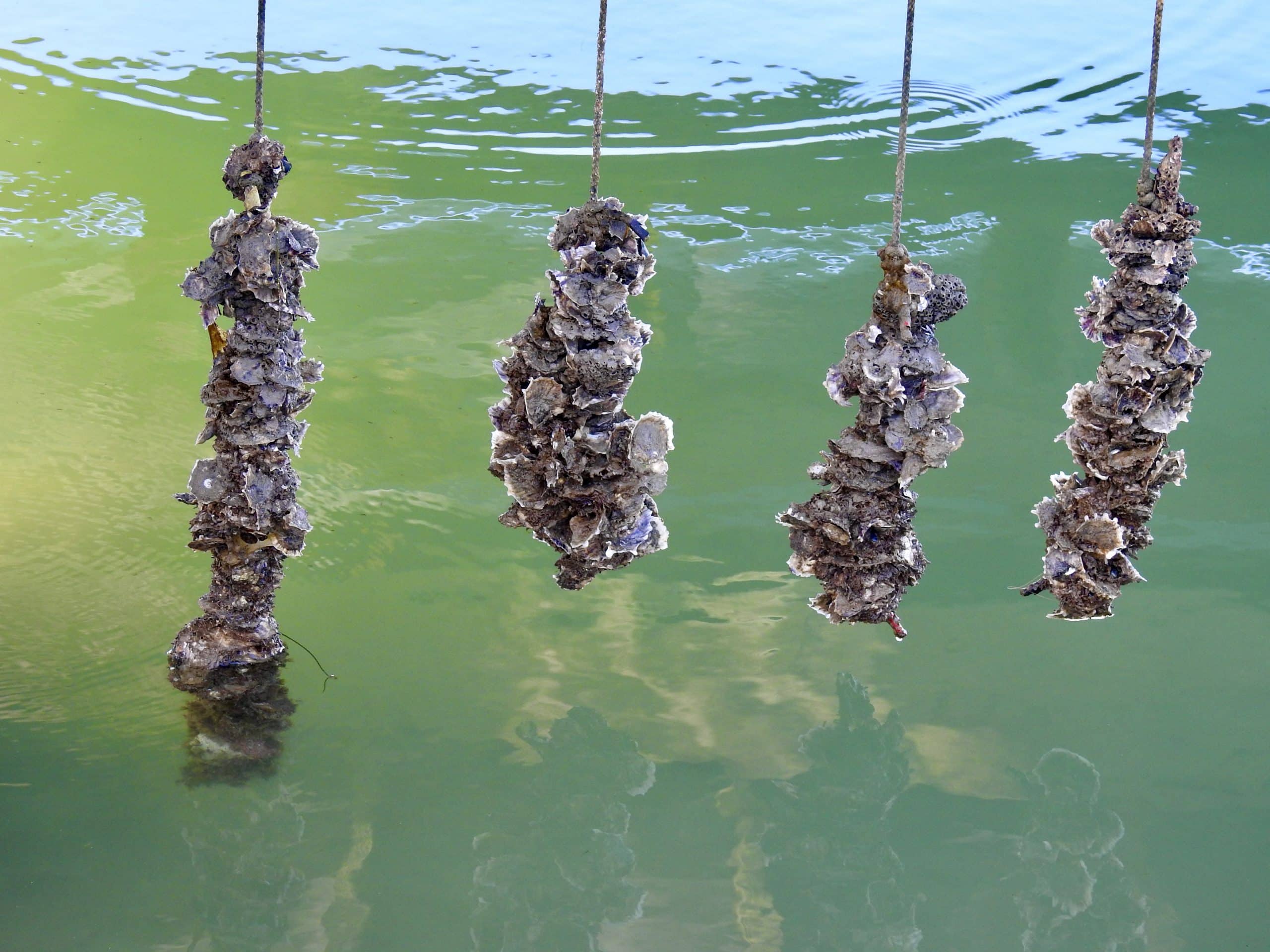 vertical oyster garden