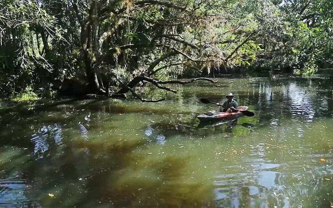 Estero Bay tributaries fecal bacteria contamination