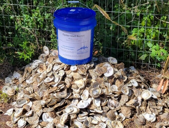 oyster collection