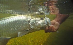 tarpon habitat