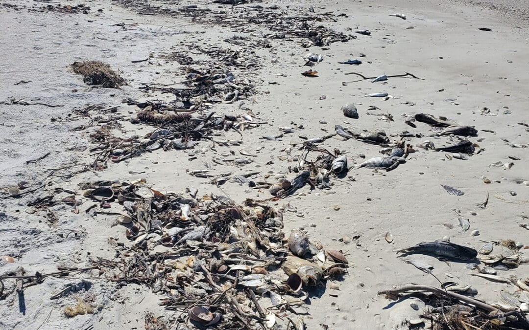 fish kill Fort Myers Beach Big Hickory Island