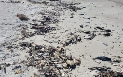 Florida Visitors Discovering Unpleasant Surprise at Beaches – Red Tide