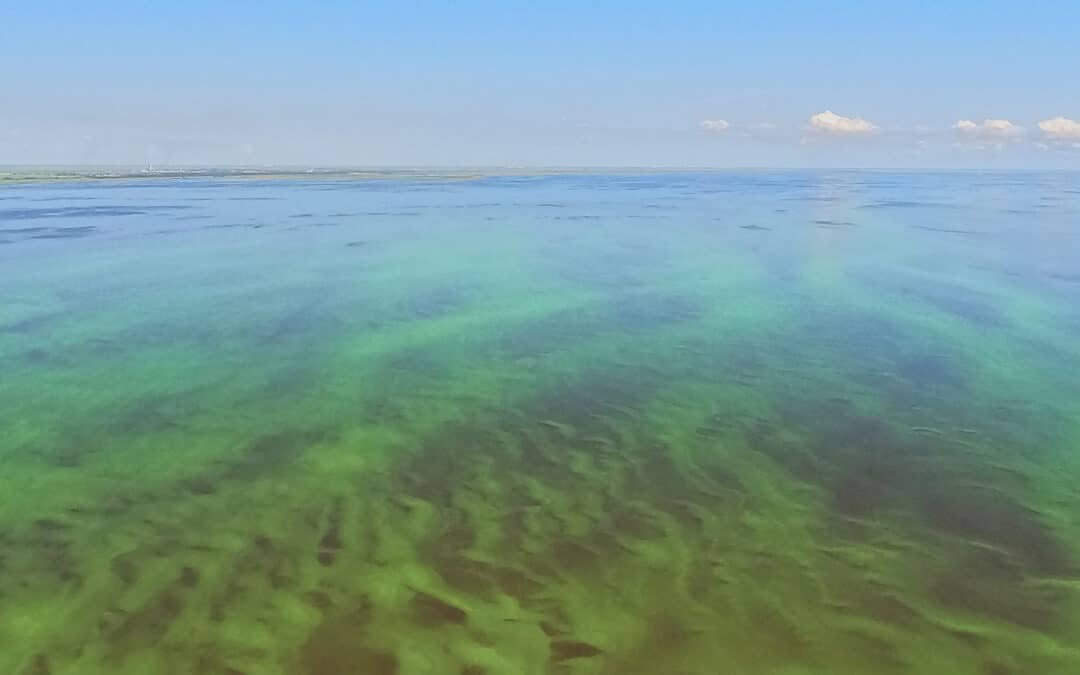 Large Algae Bloom Spotted on Florida’s Lake Okeechobee