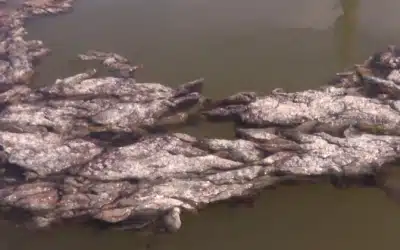 Algae Swirling on the Gulf Coast Brings a Stink Near Matlacha