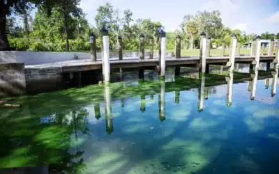 More Cyanotoxin Warnings in the Caloosahatchee as Algae-Tainted Lake O Releases Paused