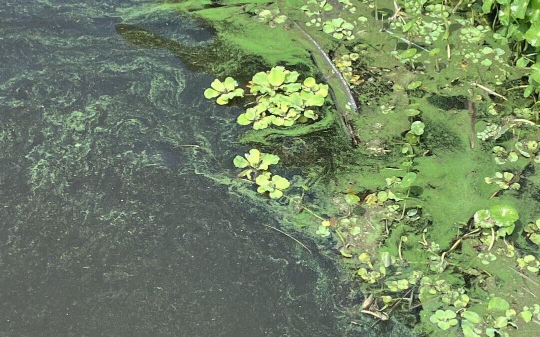 Blue-Green Algae Blooms Spotted from Lake O to Fort Myers Shores