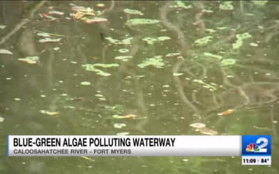 Blue-Green Algae Polluting the Caloosahatchee