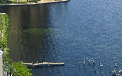 Blue-Green Algae near Downtown Fort Myers in Caloosahatchee River