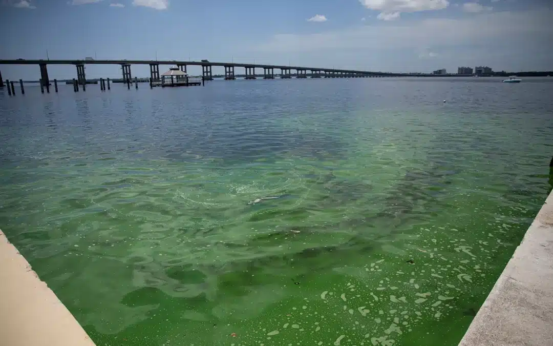 Toxic Blue-Green Algae Thickening in Caloosahatchee