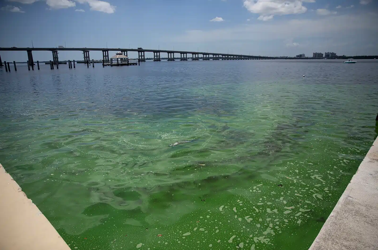 Toxic BlueGreen Algae Thickening in Caloosahatchee Calusa Waterkeeper