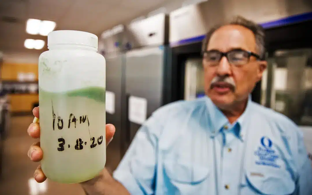 FGCU Professor may be Downplaying Blue-Green Algae Outbreak