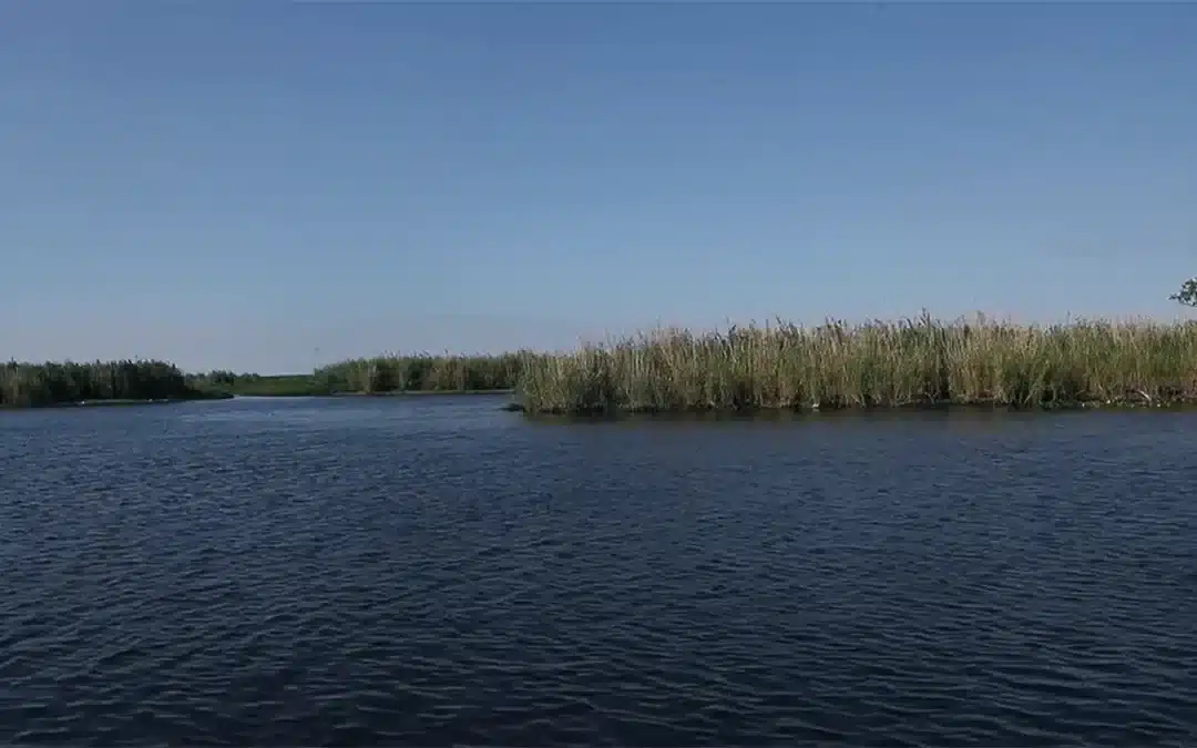 Lake O Water is Tainted and can Pollute the Caloosahatchee Estuary