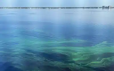 Shades of Blue Water Turning Green