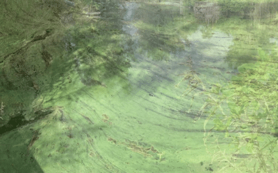 Cape Coral City Council Approves $300,000 to Fight Algal Blooms