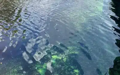 Blue-Green Algae Toxins are a Human Health Risk