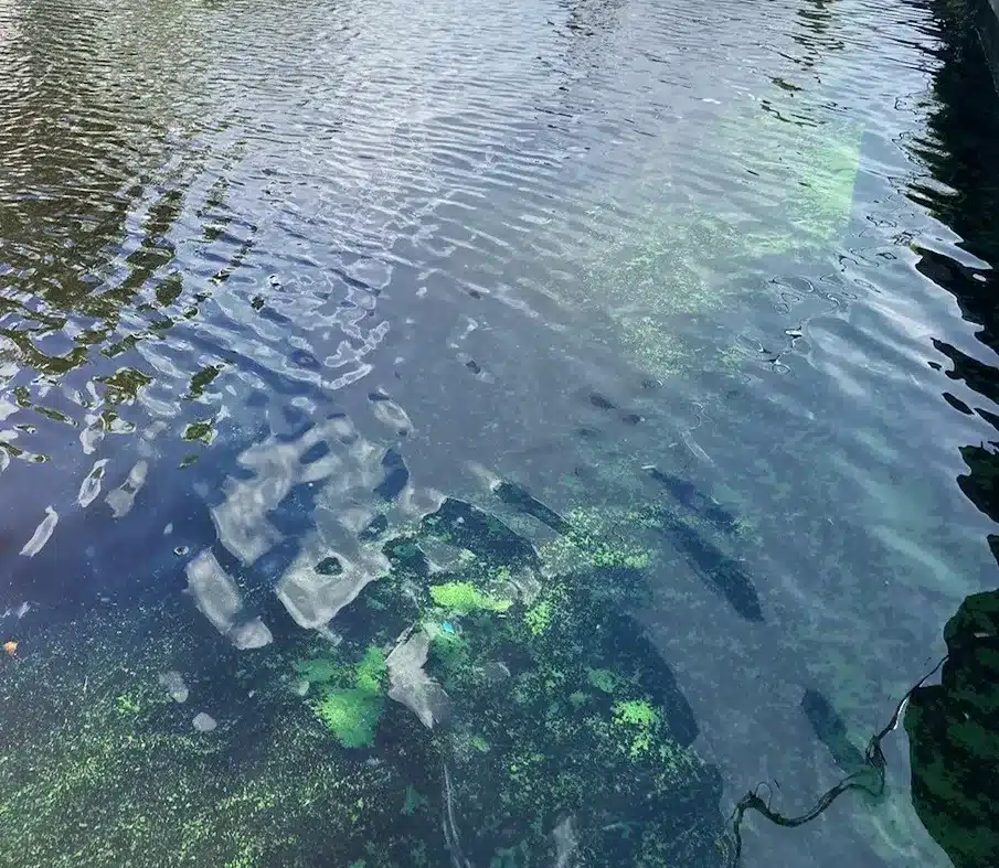 Cyanobacteria (Blue-Green Algae) - Clean Lakes Alliance