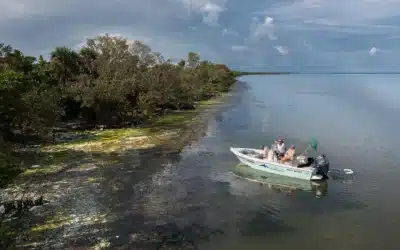 Quiet Disaster: Dapis Algae in Matlacha Aquatic Preserve and Charlotte Harbor