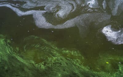 Using Chemicals to Treat Florida’s Algae Bloom Problem is like taking Aspirin for a Brain Tumor