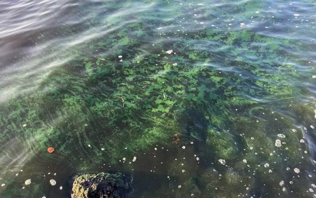 blue green algae bloom in local waterway