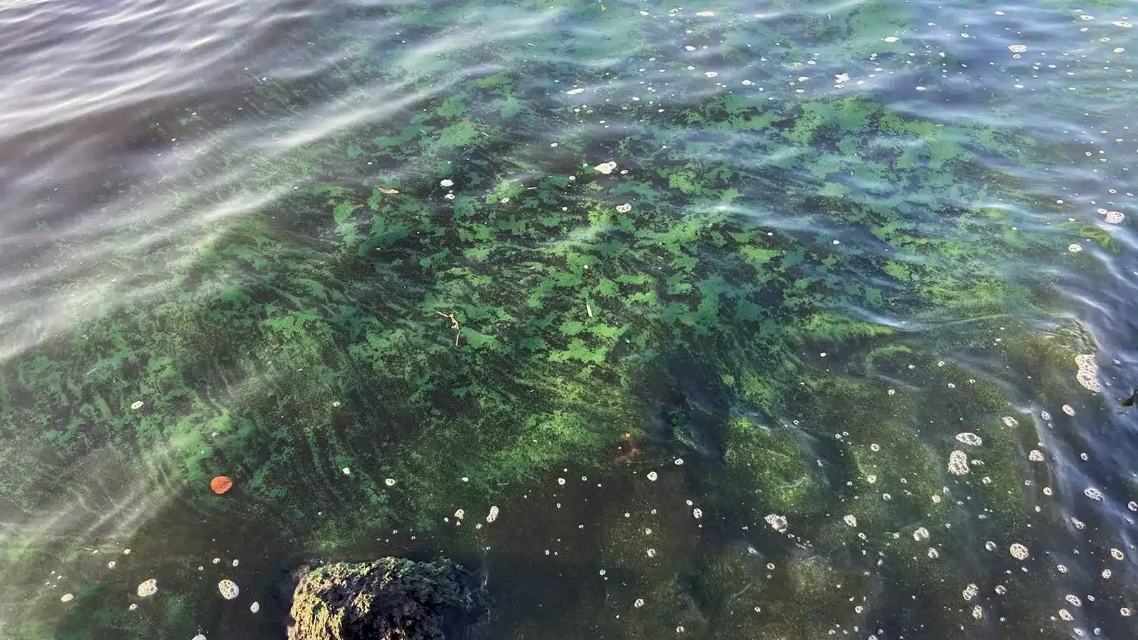 blue green algae bloom in local waterway
