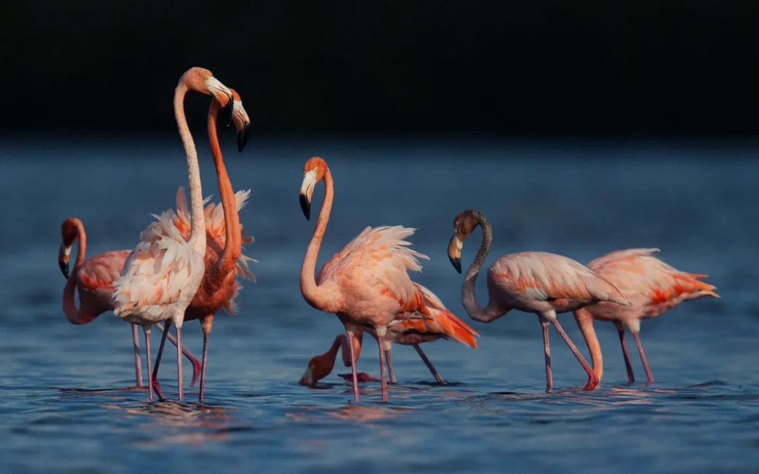 Estero Bay Preserve flamingos